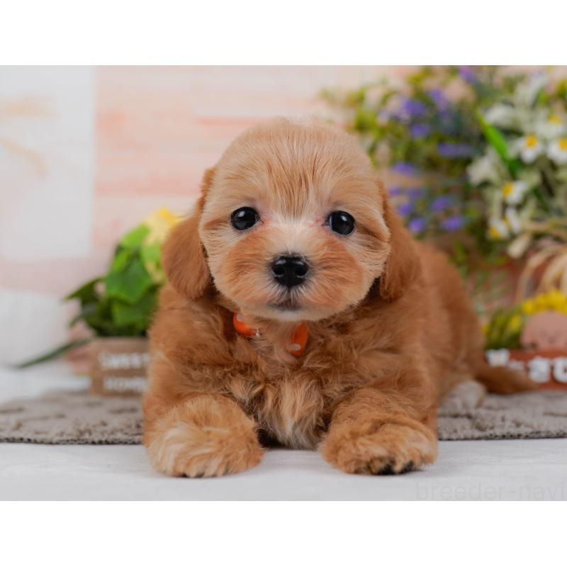 販売中の埼玉県のマルプー:マルチーズ×トイプードル-442365の4枚目