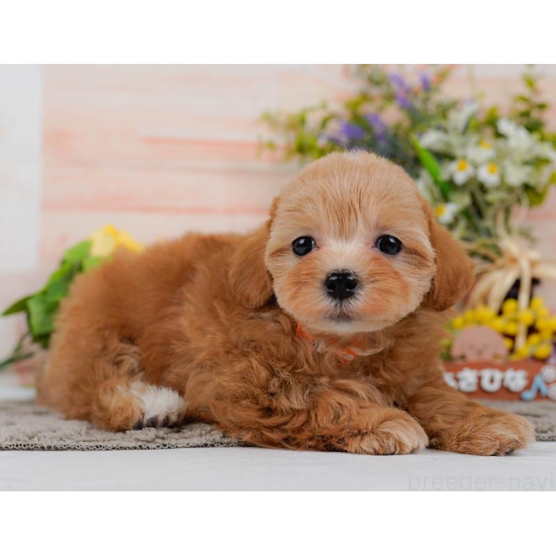 販売中の埼玉県のマルプー:マルチーズ×トイプードル-442365の3枚目