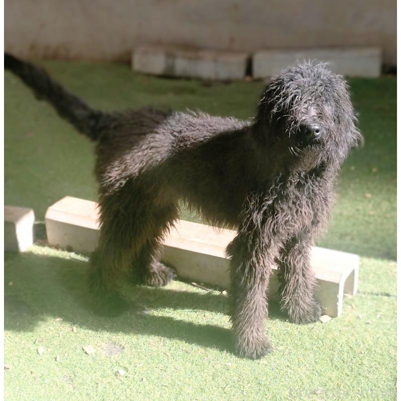 販売中の兵庫県のゴールデンドゥードル:ゴールデンレトリーバー×プードル-390787の2枚目