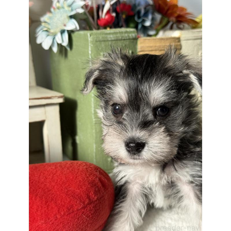 販売中の宮崎県のミックス犬-442364の5枚目