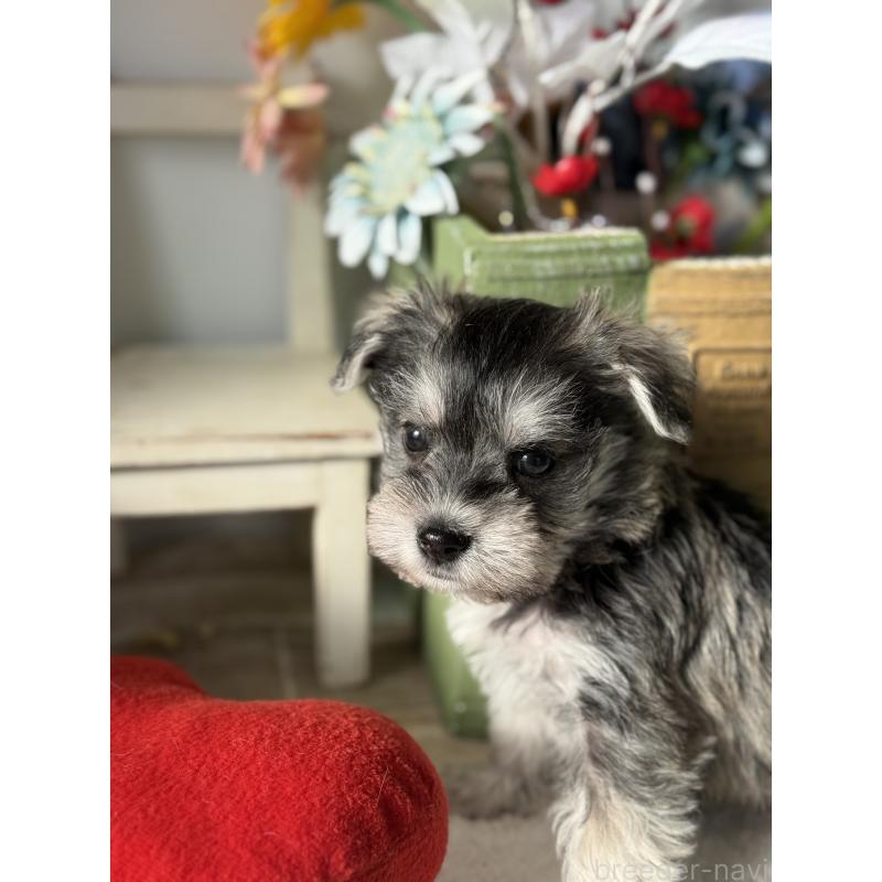 販売中の宮崎県のミックス犬-442364の4枚目