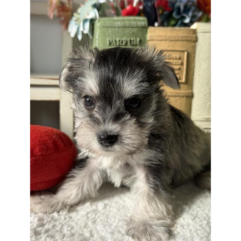 販売中の宮崎県のミックス犬-442364の3枚目