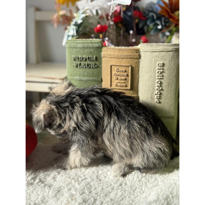 販売中の宮崎県のミックス犬-442364の2枚目