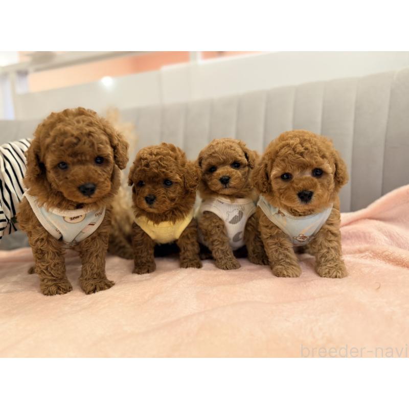 販売中の山形県のトイプードル-440284の8枚目