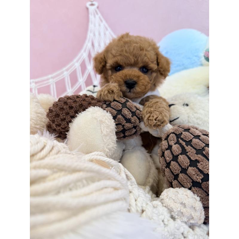 販売中の山形県のトイプードル-440284の7枚目