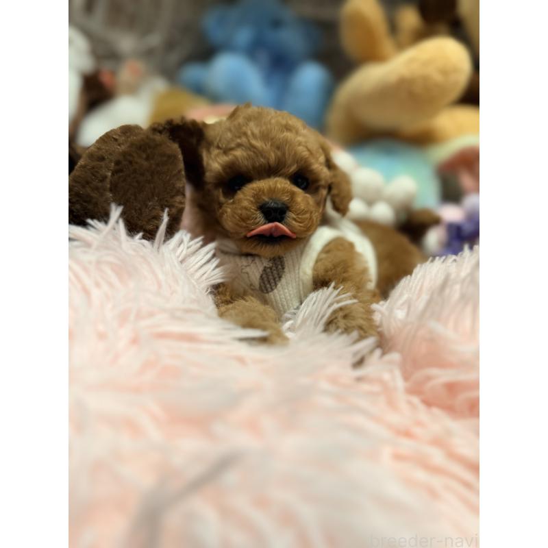 販売中の山形県のトイプードル-440284の6枚目