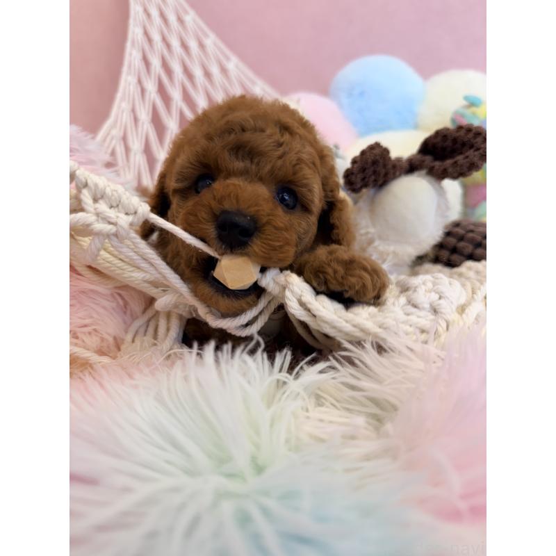 販売中の山形県のトイプードル-440265の6枚目