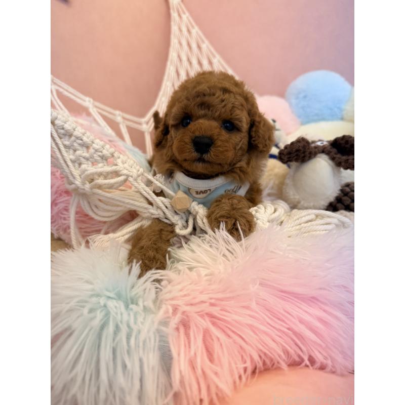 販売中の山形県のトイプードル-440265の5枚目