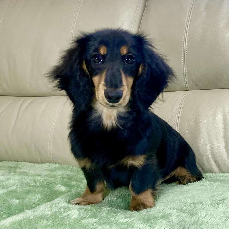 成約済の茨城県のミニチュアダックスフンド(ロングヘアード)-426964の15枚目