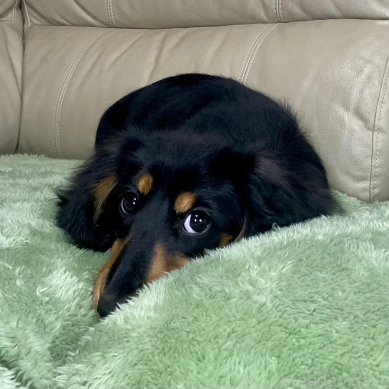 成約済の茨城県のミニチュアダックスフンド(ロングヘアード)-426964の13枚目