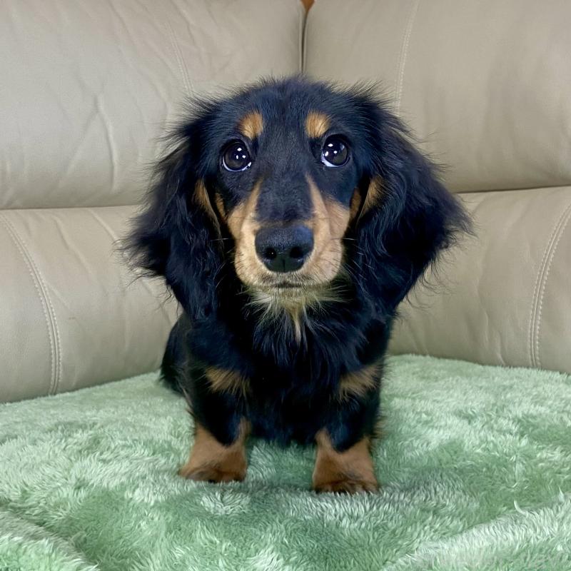 成約済の茨城県のミニチュアダックスフンド(ロングヘアード)-426964の12枚目