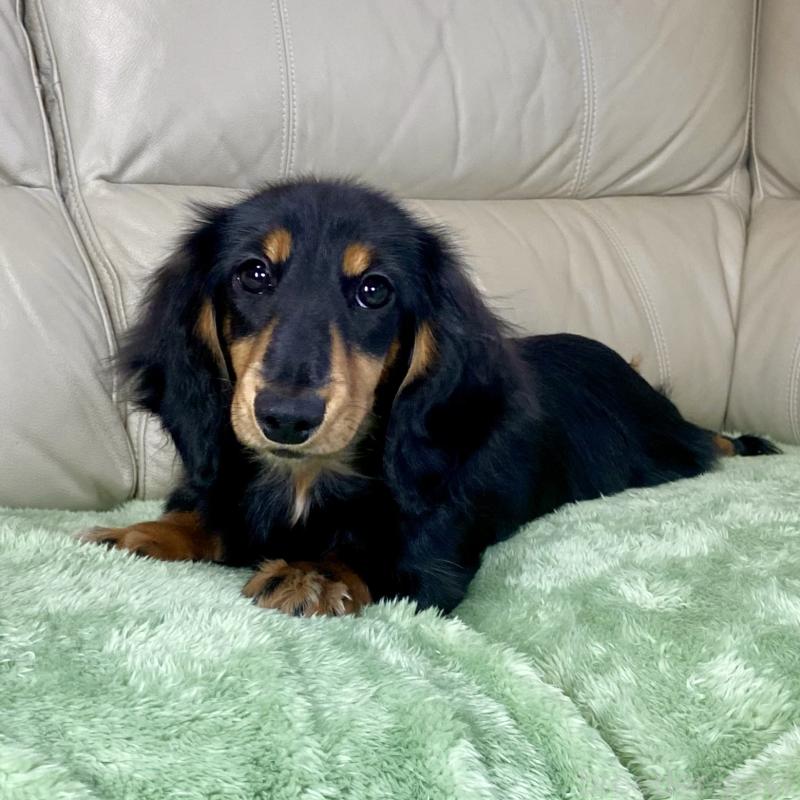 成約済の茨城県のミニチュアダックスフンド(ロングヘアード)-426964の11枚目