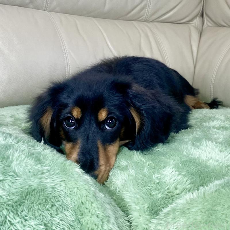 成約済の茨城県のミニチュアダックスフンド(ロングヘアード)-426964の10枚目