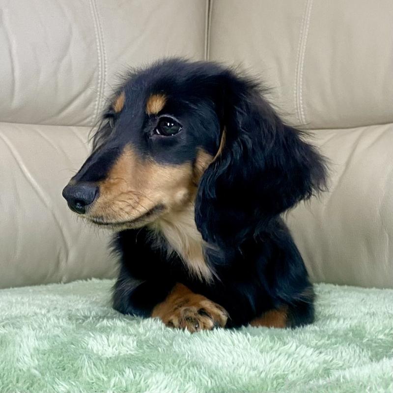 成約済の茨城県のミニチュアダックスフンド(ロングヘアード)-426964の9枚目