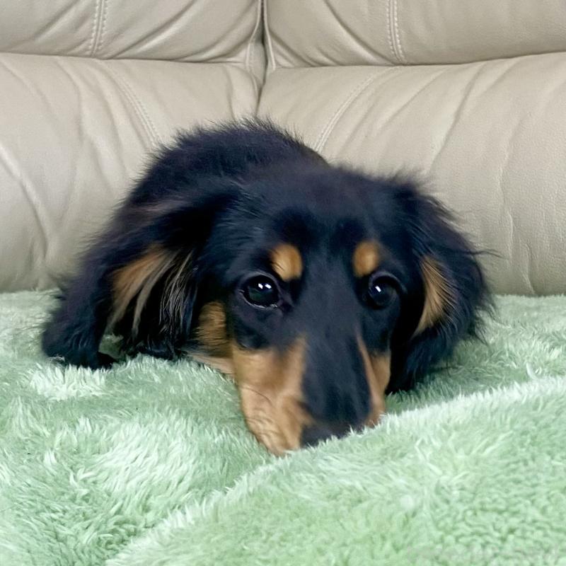 成約済の茨城県のミニチュアダックスフンド(ロングヘアード)-426964の8枚目