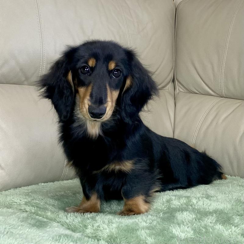 成約済の茨城県のミニチュアダックスフンド(ロングヘアード)-426964の7枚目