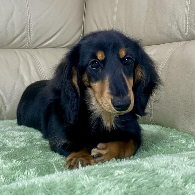 成約済の茨城県のミニチュアダックスフンド(ロングヘアード)-426964の5枚目