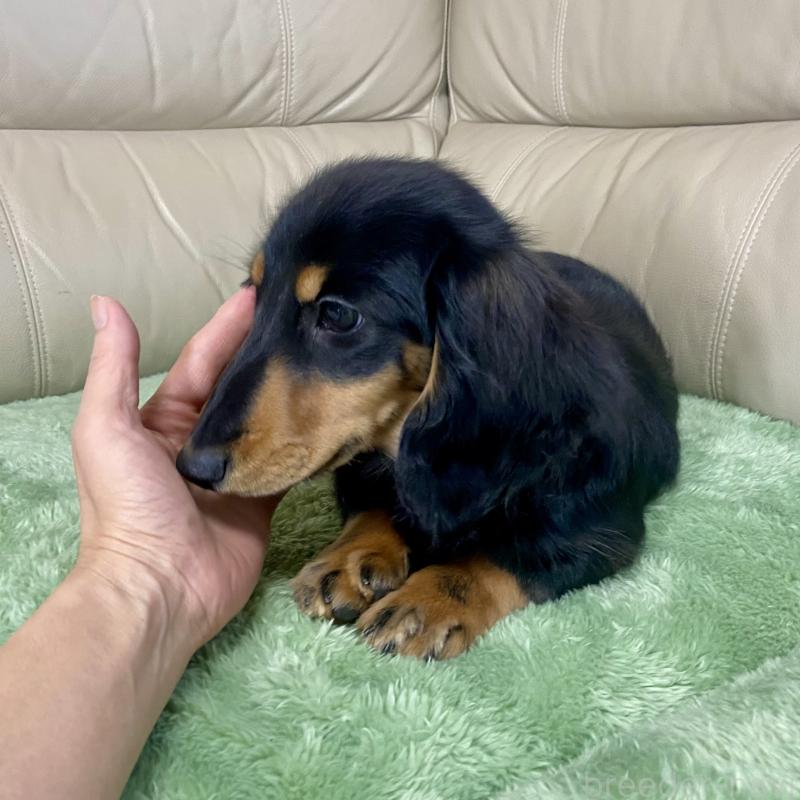 成約済の茨城県のミニチュアダックスフンド(ロングヘアード)-426964の4枚目