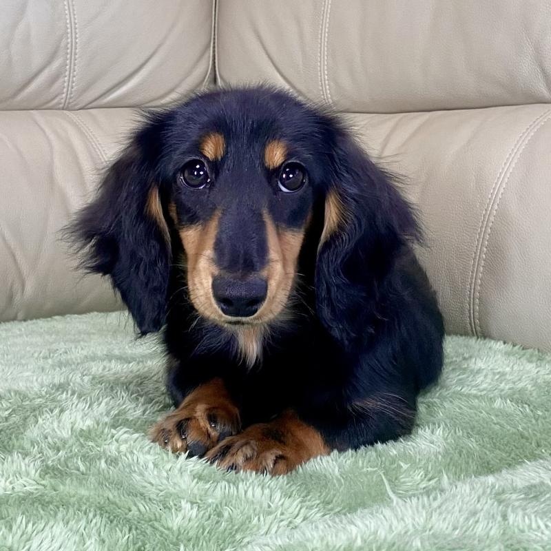 販売中の茨城県のミニチュアダックスフンド(ロングヘアード)-426964