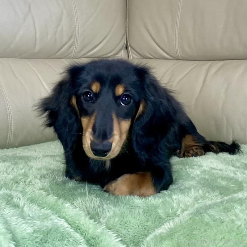 成約済の茨城県のミニチュアダックスフンド(ロングヘアード)-426964の3枚目