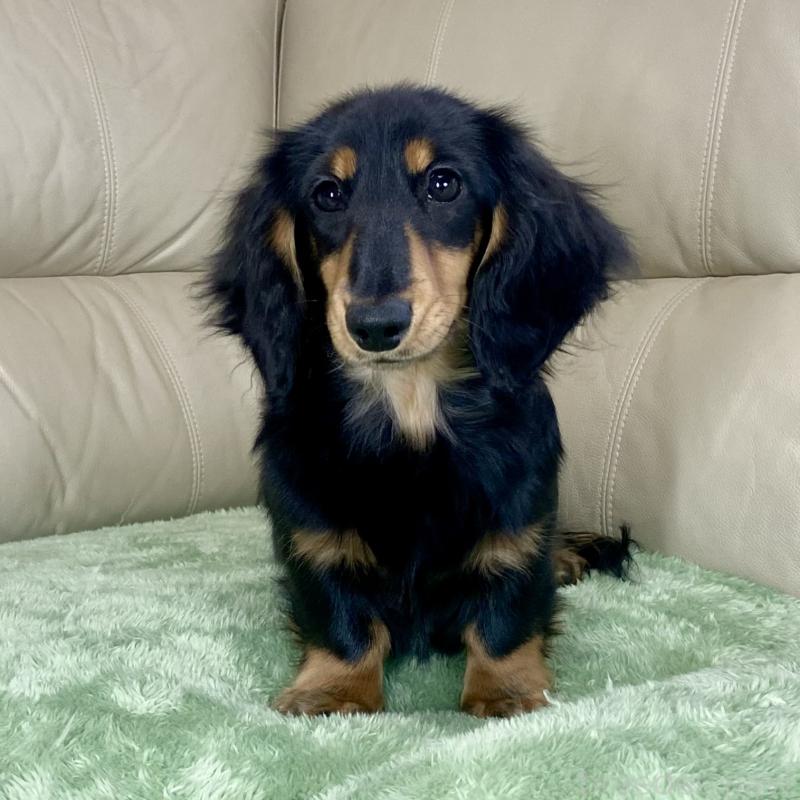 成約済の茨城県のミニチュアダックスフンド(ロングヘアード)-426964の2枚目