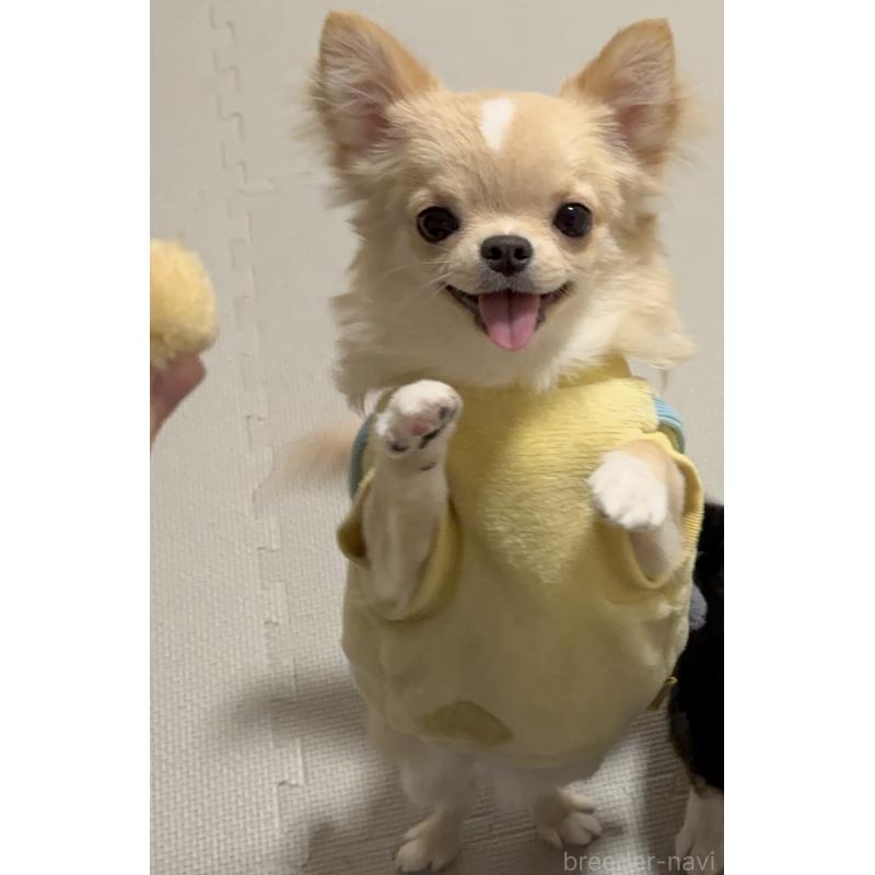 販売中の広島県のチワワ(ロングコート)-442045