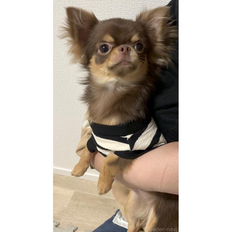 販売中の広島県のチワワ(ロングコート)-442366の1枚目