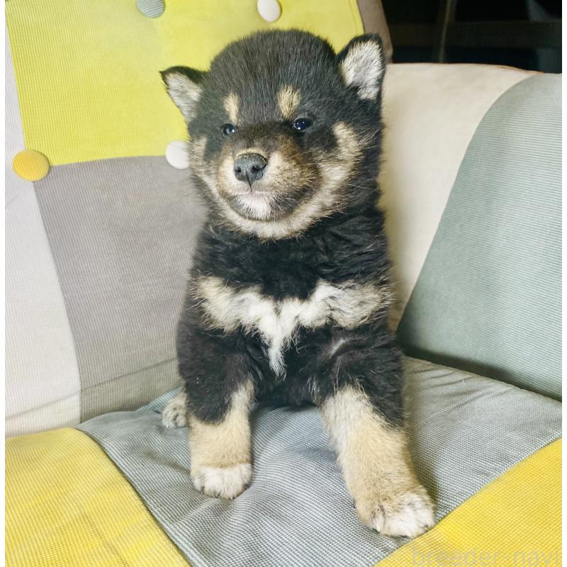 成約済の静岡県の豆柴-437607の5枚目