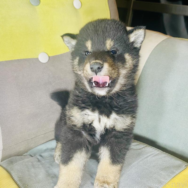 成約済の静岡県の豆柴-437607の4枚目