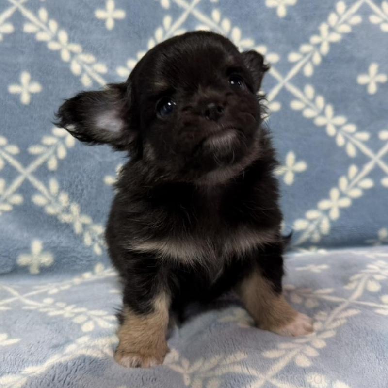 販売中の福岡県のチワワ(ロングコート)-442368の4枚目