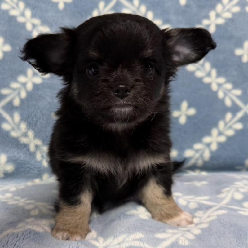 販売中の福岡県のチワワ(ロングコート)-442368の3枚目