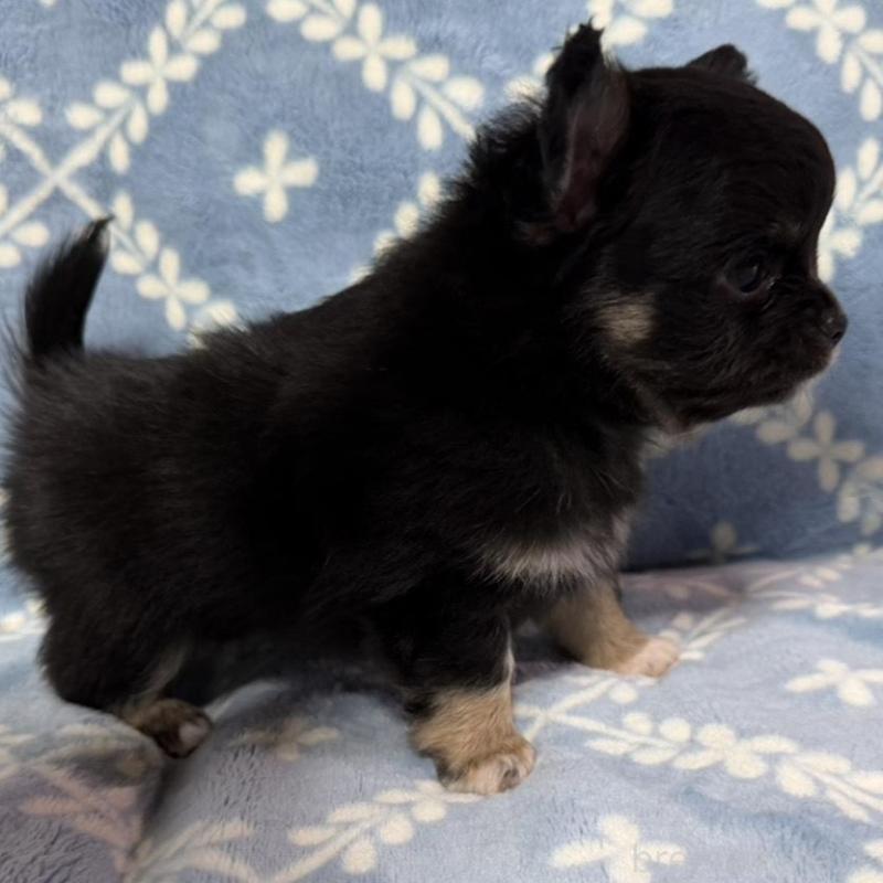 販売中の福岡県のチワワ(ロングコート)-442368の2枚目