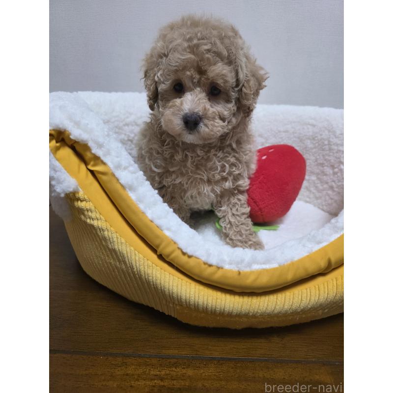 販売中の広島県のトイプードル-442371の6枚目