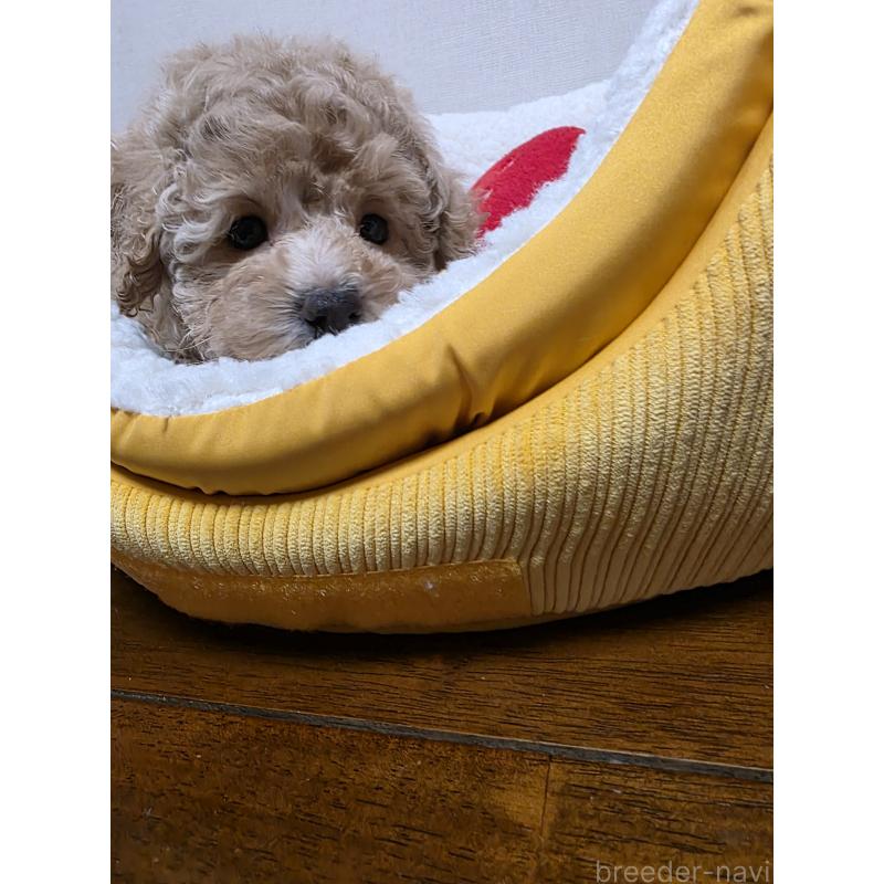 販売中の広島県のトイプードル-442371の5枚目