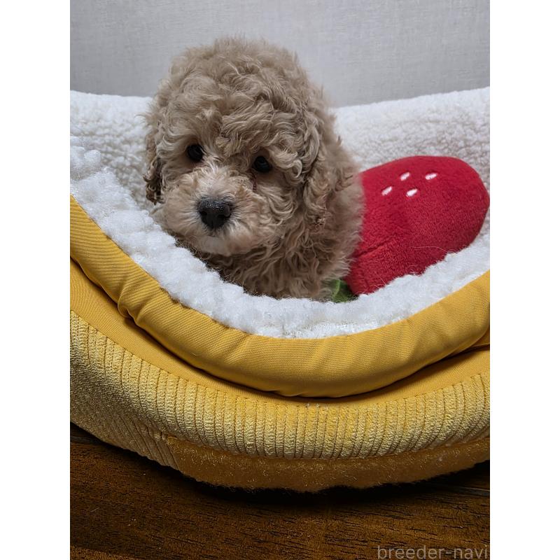 販売中の広島県のトイプードル-442371の1枚目