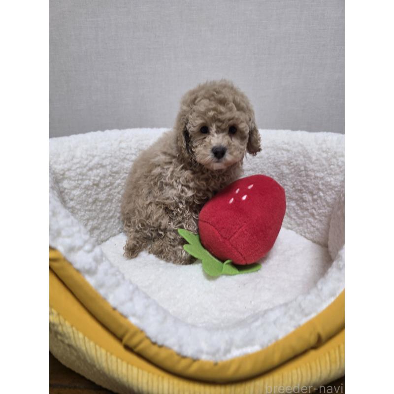 販売中の広島県のトイプードル-442371の4枚目