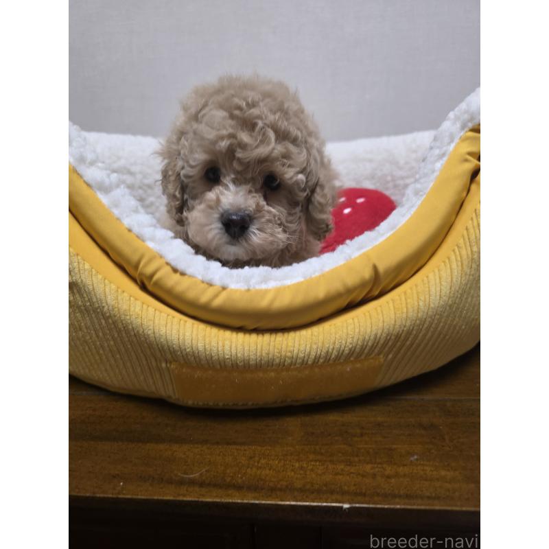 販売中の広島県のトイプードル-442371の3枚目