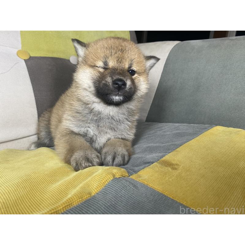 販売中の静岡県の豆柴-442370の9枚目