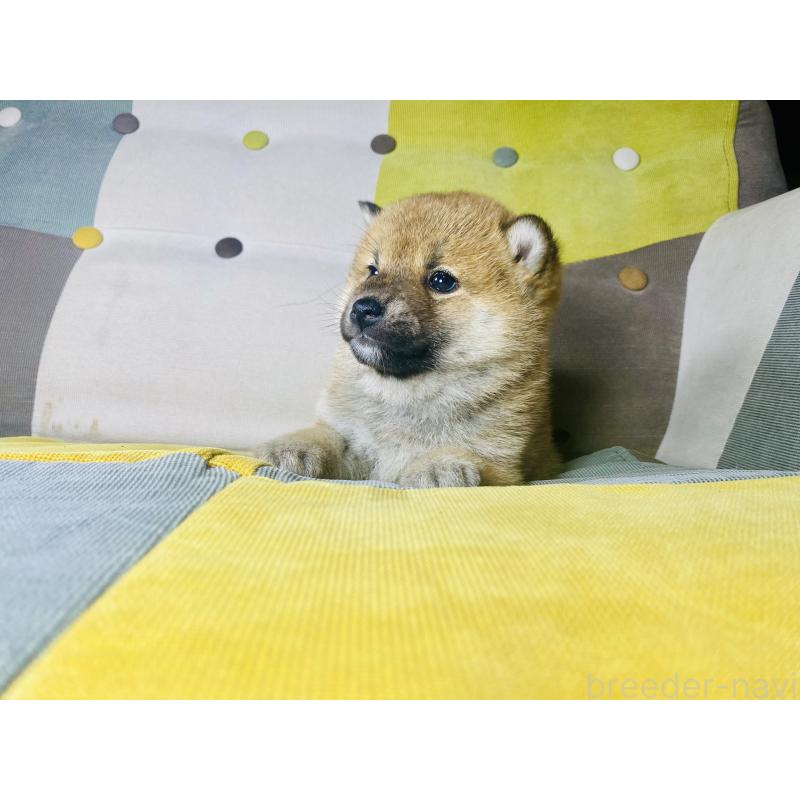 販売中の静岡県の豆柴-442370の8枚目