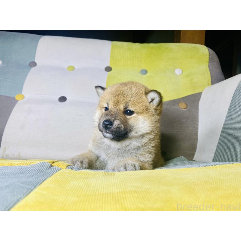 販売中の静岡県の豆柴-442370の7枚目