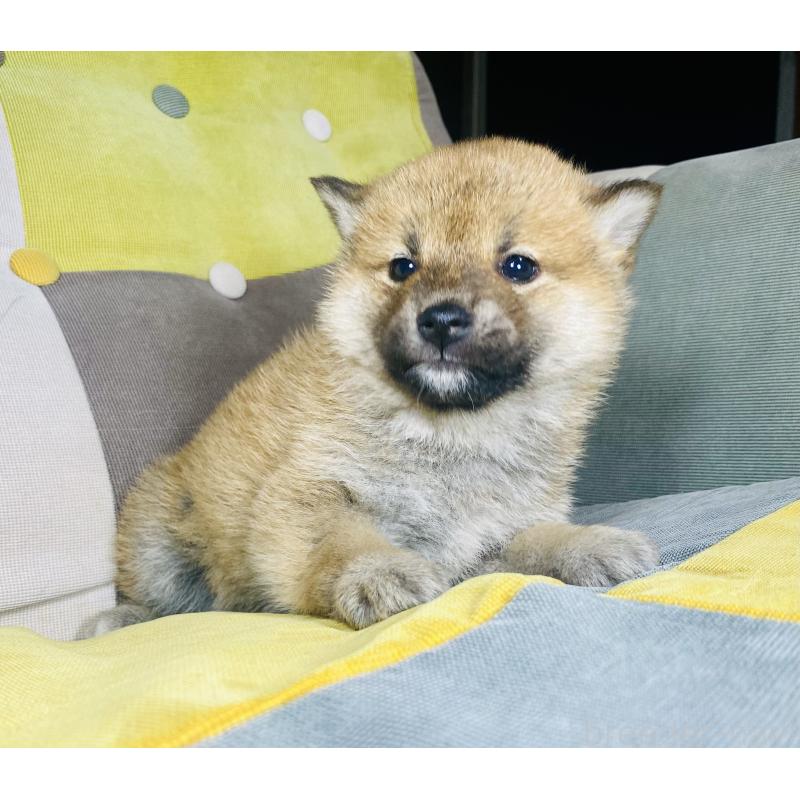 販売中の静岡県の豆柴-442370の5枚目