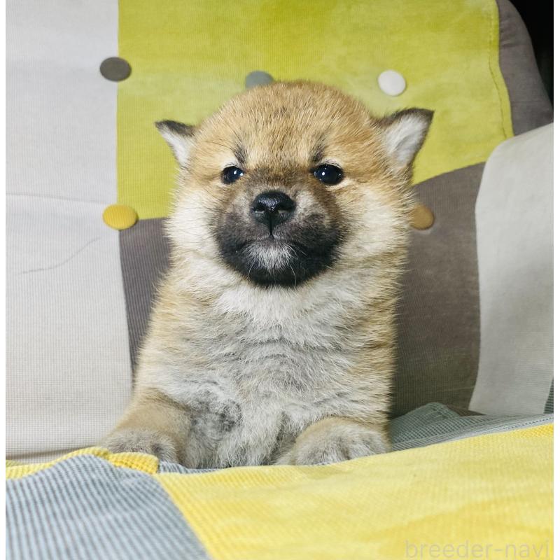 販売中の静岡県の豆柴-442370の4枚目