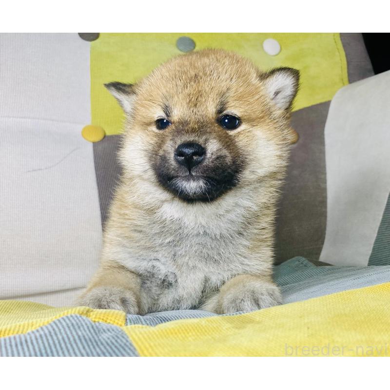 販売中の静岡県の豆柴-442370の3枚目