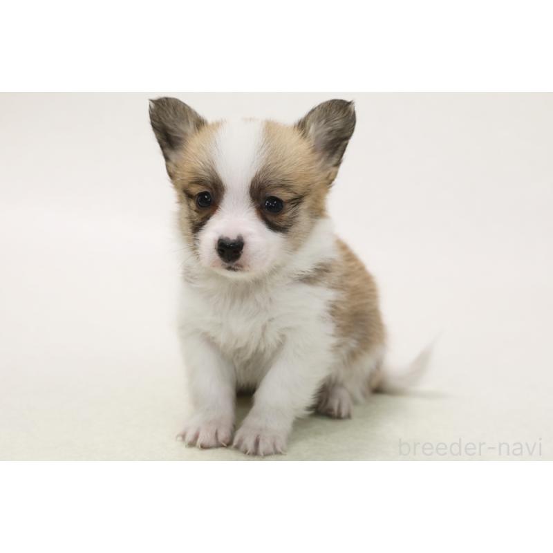 パピコー:パピヨン×コーギーの子犬を探す｜ブリーダーナビ