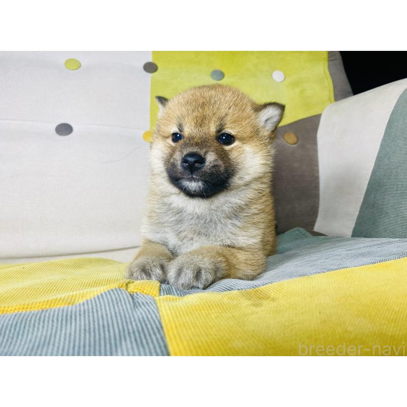 販売中の静岡県の豆柴-442370の2枚目