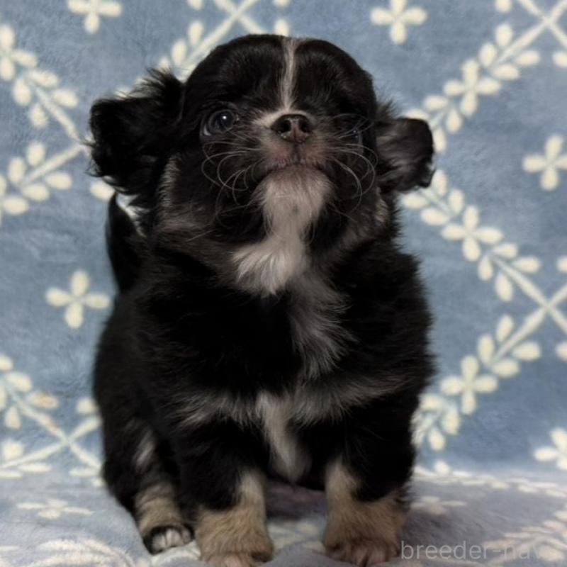 販売中の福岡県のチワワ(ロングコート)-442369の1枚目