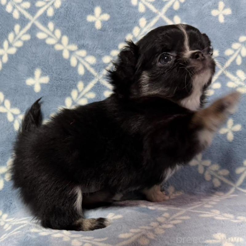 販売中の福岡県のチワワ(ロングコート)-442369の5枚目