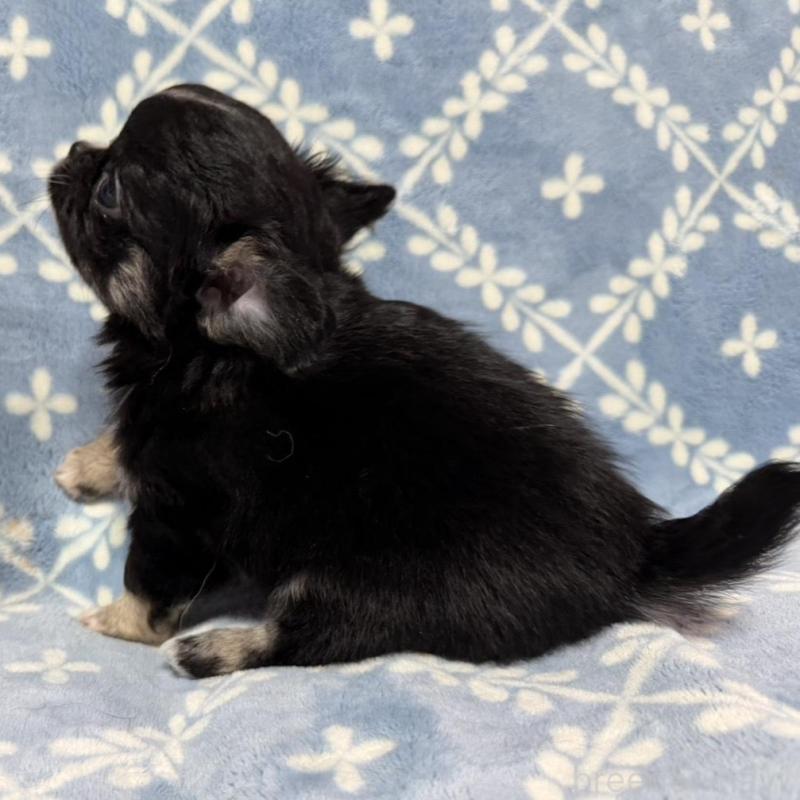 販売中の福岡県のチワワ(ロングコート)-442369の3枚目