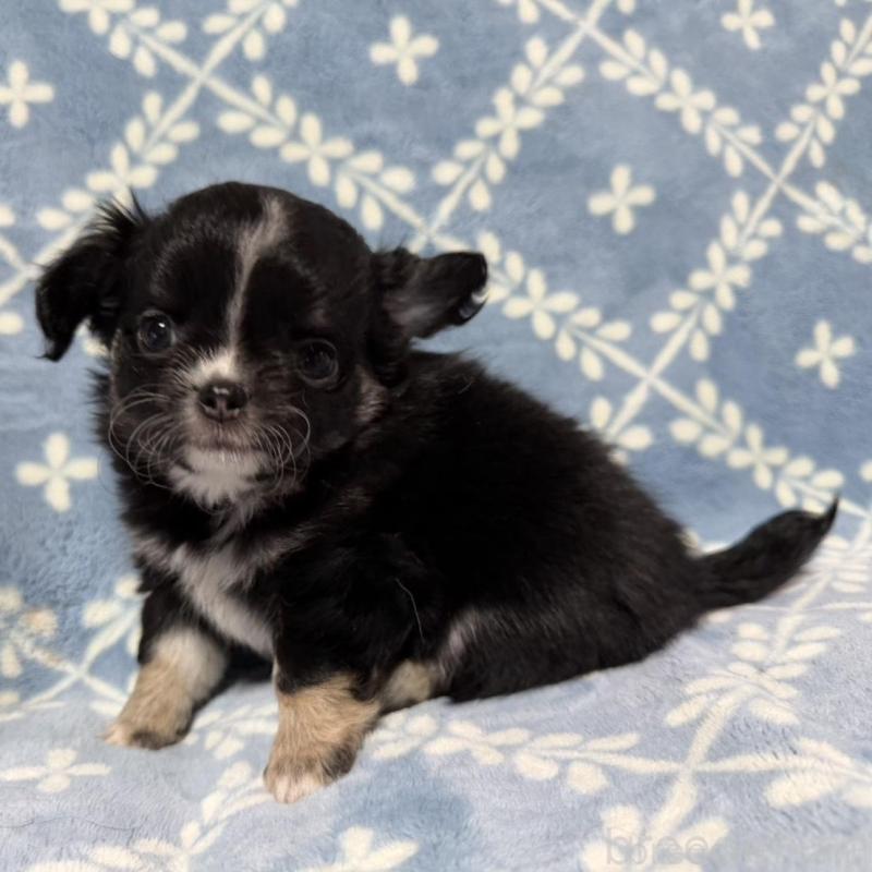 販売中の福岡県のチワワ(ロングコート)-442369の2枚目