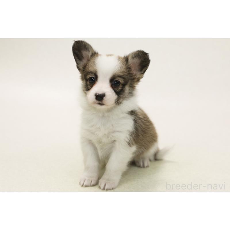 販売中の神奈川県のパピコー:パピヨン×コーギー-441450